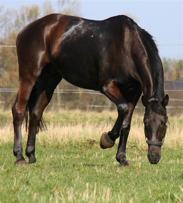 Hannoveraner Eminem  billede 4