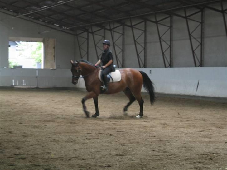 Dansk Varmblod Mann-Light - nr.7 Musse i trav i hallen. billede 7