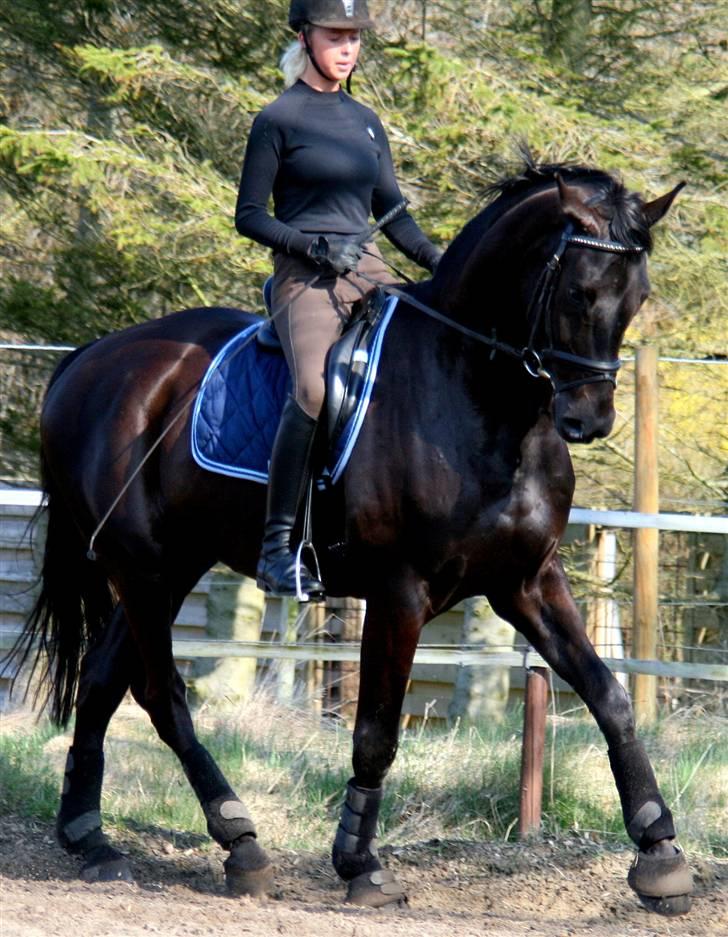 Hannoveraner Eminem  billede 5