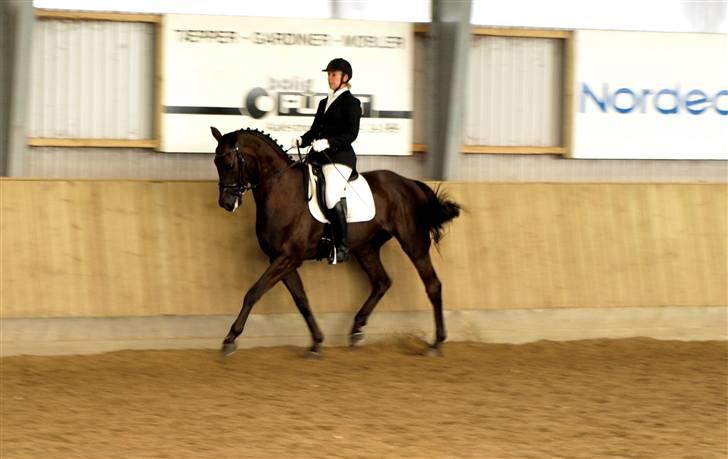 Hannoveraner Eminem  - Eminem til DSA for 5 års august 2009 billede 7