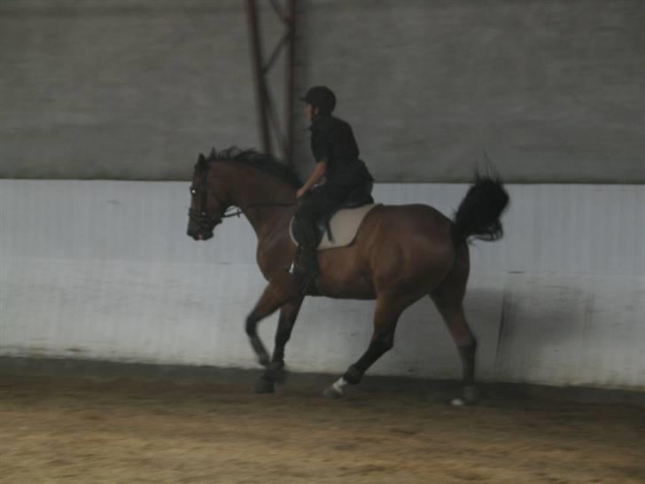 Dansk Varmblod Mann-Light - nr.9 Musse i galop. Lidt mere go billede 9