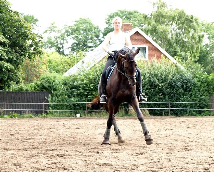 Hannoveraner Eminem  - Eminem og min træner Helle Redke august 09 billede 13