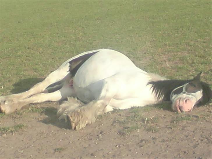 Tinker Tinkergårdens billyboy<3 - .: total yndlingsting for billyboy! ;D. foto: pia  billede 12