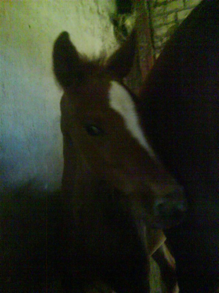 Dansk Varmblod storåens Mikkelino billede 6