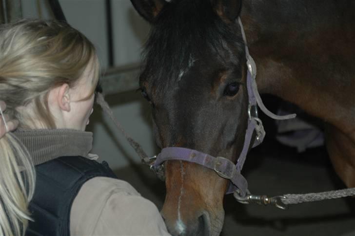 New Forest Sandie Ladager  - Får snart nogle nye billeder ind billede 1