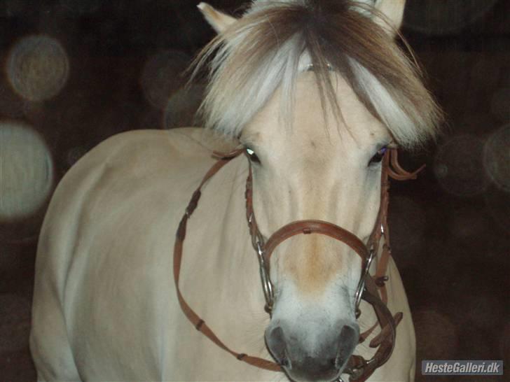 Fjordhest Obelix *SOLGT* - Velkommen til Obes profil læg gerne kommentar og bedømmelse- Nye ejer- Nyt billede 1