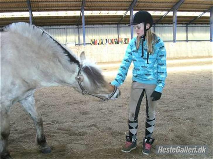 Fjordhest Obelix *SOLGT* - Naam græs- Nye ejer- Nyt billede 2
