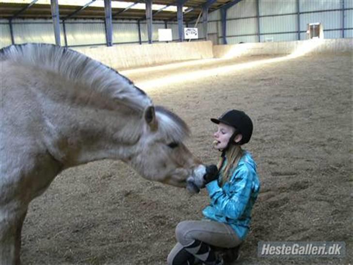 Fjordhest Obelix *SOLGT* - Skal jeg rulle mig?-  Nye ejer - Nyt billede 3
