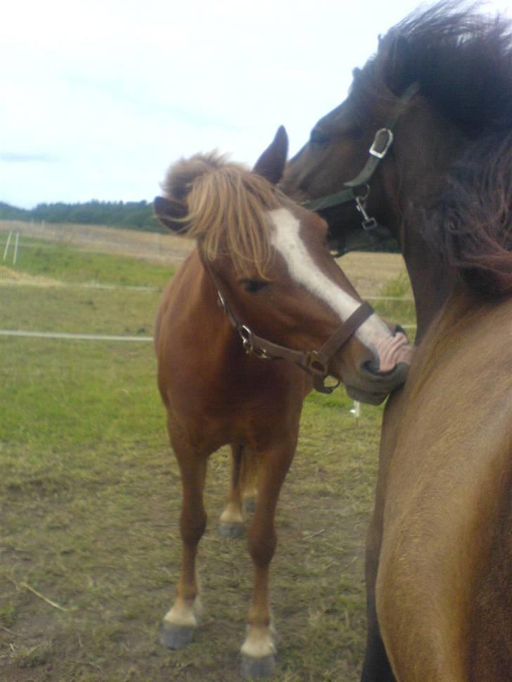 Islænder Drott billede 1