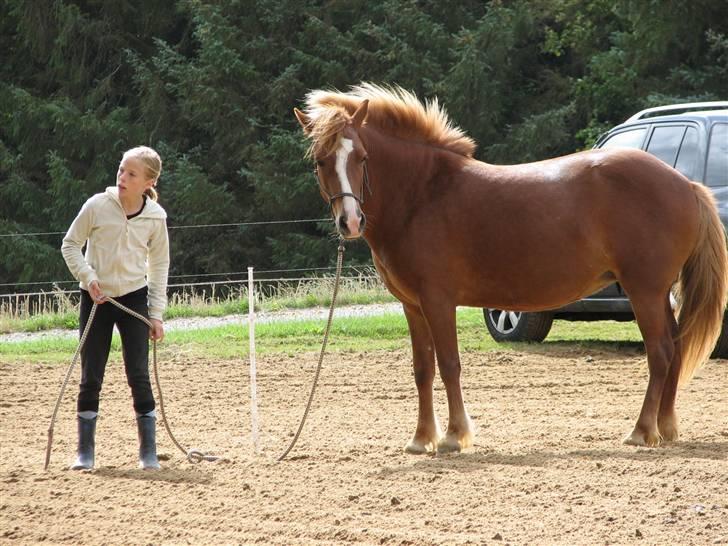 Islænder Drott billede 2