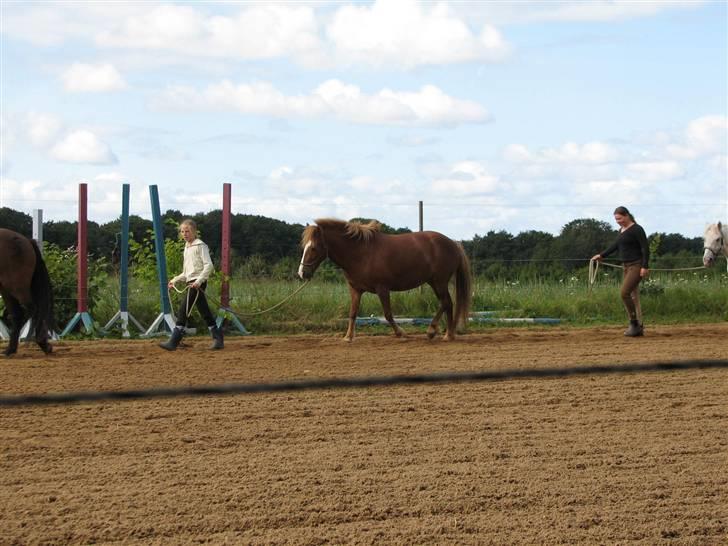 Islænder Drott billede 4