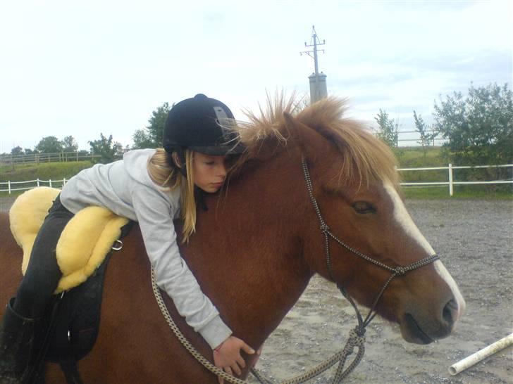 Islænder Drott billede 5