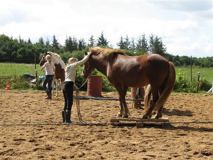 Islænder Drott billede 6