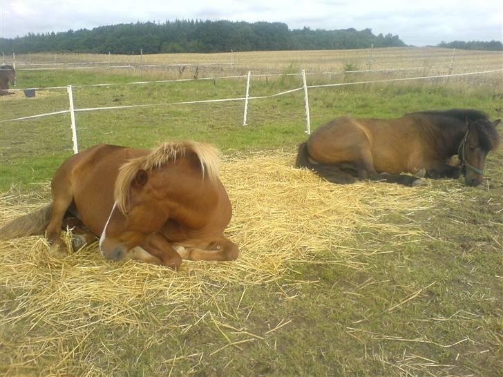 Islænder Drott billede 7