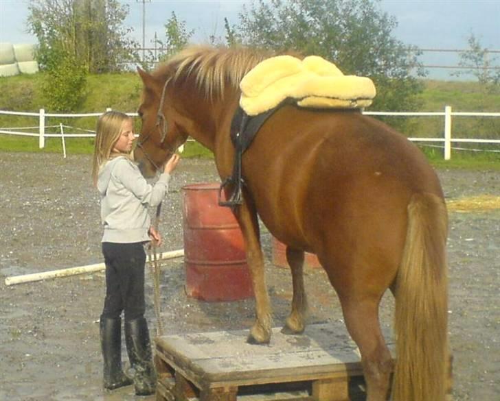 Islænder Drott billede 8