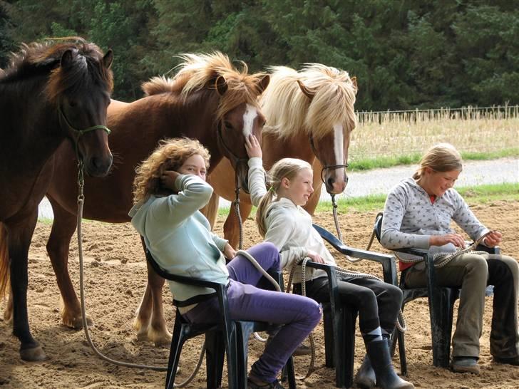 Islænder Drott billede 9