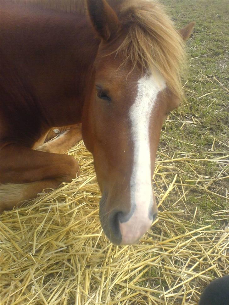 Islænder Drott billede 10