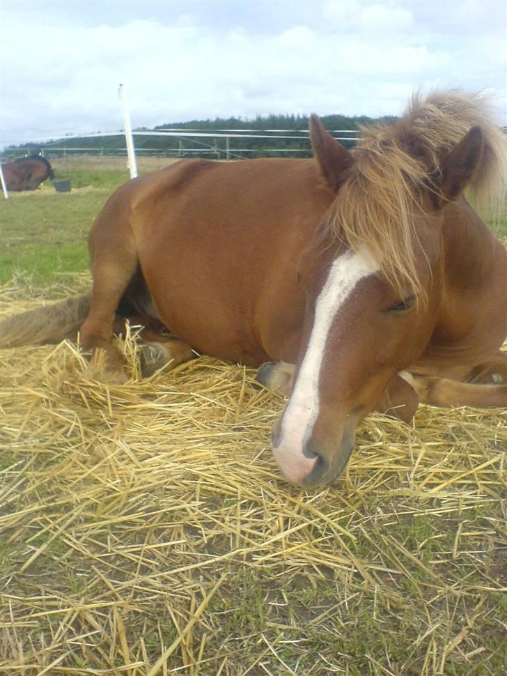 Islænder Drott billede 12