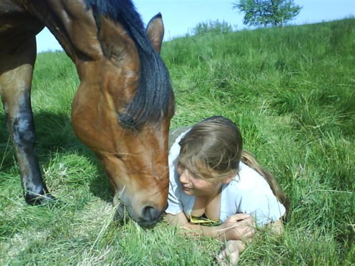 Welsh Pony af Cob-type (sec C) Bysteds Kassio *Solgt!*  - Fordi du er smukkest!<3 Foto: Katrine billede 19