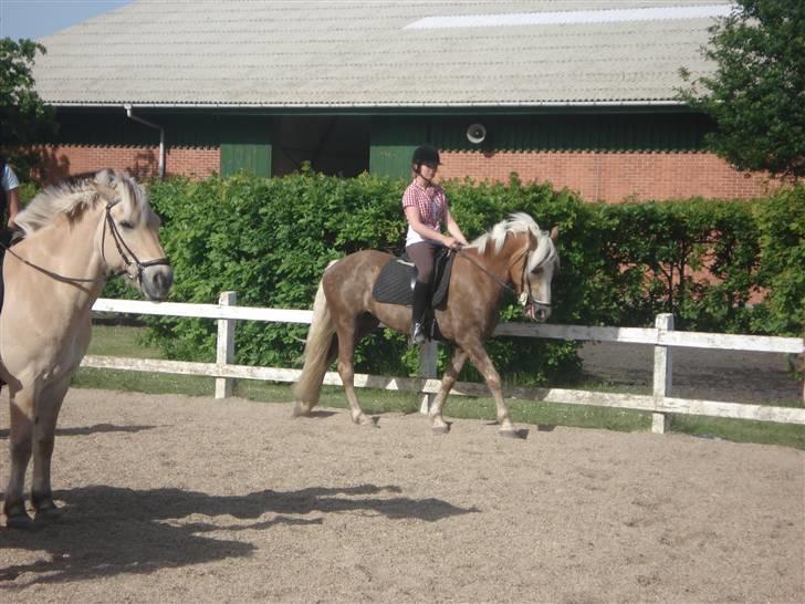 Haflinger Montahkos Wicino  billede 9