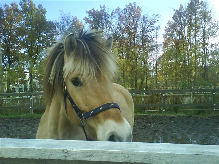 Fjordhest Obelix *SOLGT* - Sidste dag med obe:/ billede 4