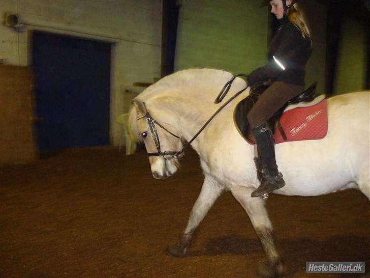 Fjordhest Obelix *SOLGT* - Dressur- Nye sted- Nyt billede 5