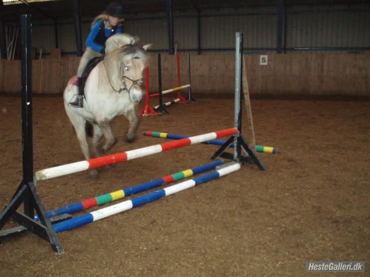 Fjordhest Obelix *SOLGT* - Spring 40 cm ca.- Nye ejer- Nyt billede 6