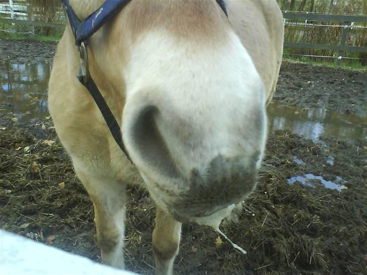 Fjordhest Obelix *SOLGT* - Afskeds gave til obe pære sidste dag:/ billede 7