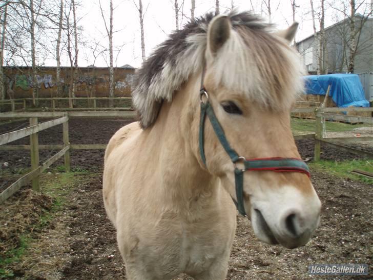 Fjordhest Obelix *SOLGT* - Elsker dig skat<3 Fold nye sted- Nye ejer- Nyt billede 8