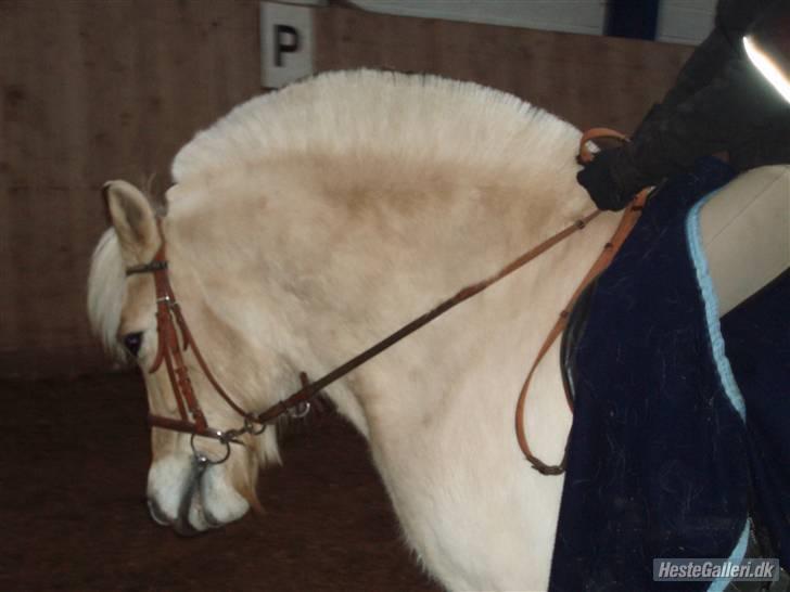 Fjordhest Obelix *SOLGT* - Ej hvor går jeg pænt i dressur- Nye ejer- Nyt billede 9