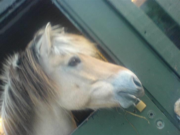 Fjordhest Obelix *SOLGT* - Leger med låsen vil ud! billede 10