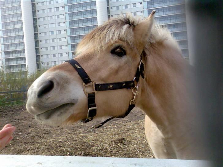 Fjordhest Obelix *SOLGT* - Må jeg få den? billede 11