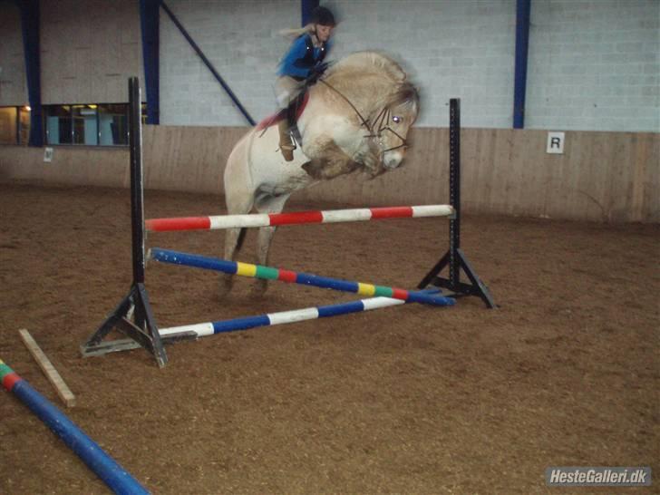 Fjordhest Obelix *SOLGT* - Obe er blevet så dygti 1 meter- Nye ejer- Nyt  billede 12