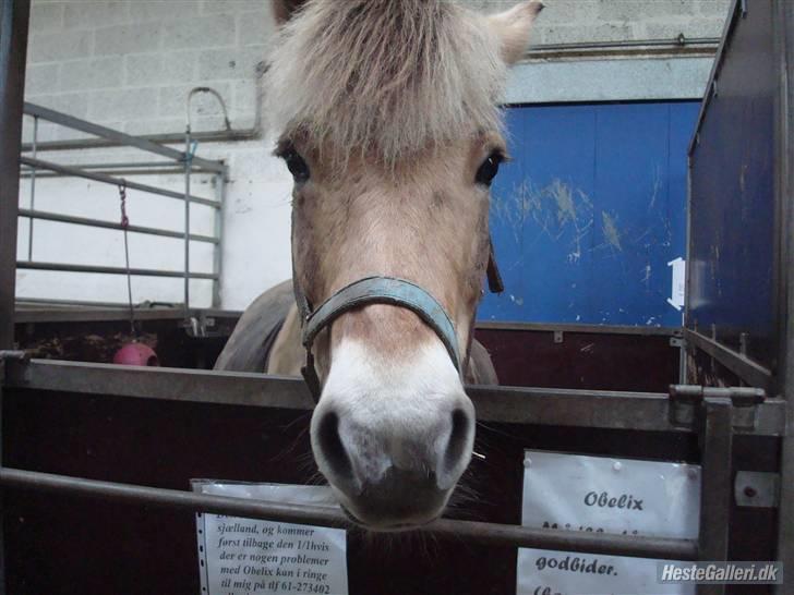 Fjordhest Obelix *SOLGT* - Hans smukke nye boks og ham den lækre- Nye ejer- Nyt billede 13