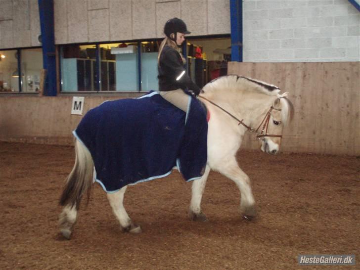 Fjordhest Obelix *SOLGT* - Skridt han er blevet god- Nye ejer- Nyt billede 14
