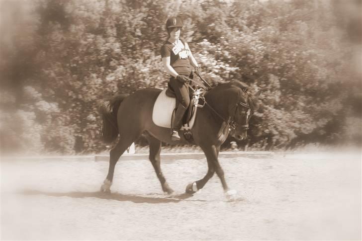 Welsh Cob (sec D) Tecno (solgt) billede 13