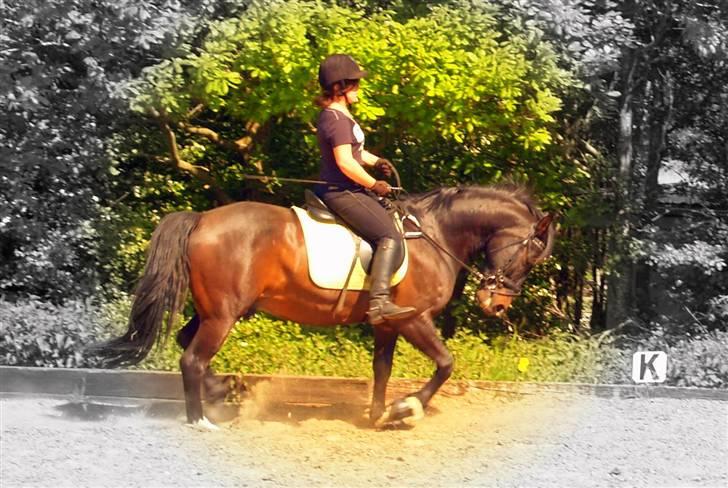 Welsh Cob (sec D) Tecno (solgt) billede 14