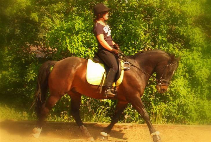 Welsh Cob (sec D) Tecno (solgt) billede 15