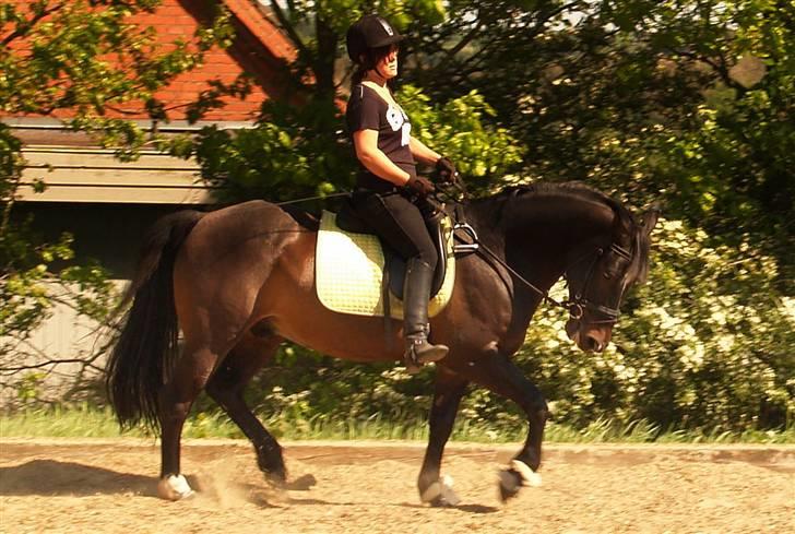 Welsh Cob (sec D) Tecno (solgt) billede 16