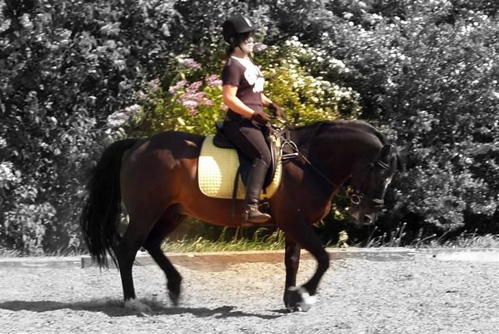 Welsh Cob (sec D) Tecno (solgt) billede 17