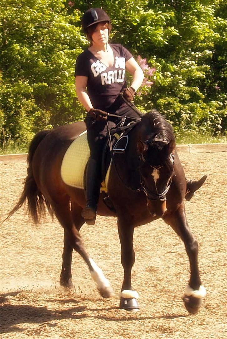 Welsh Cob (sec D) Tecno (solgt) billede 18