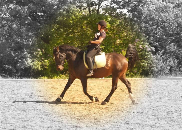 Welsh Cob (sec D) Tecno (solgt) billede 19