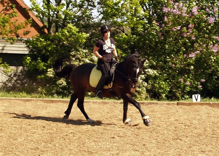 Welsh Cob (sec D) Tecno (solgt) billede 20