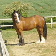 Irish Cob Lotte