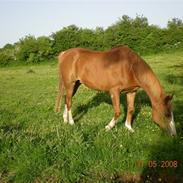 Shagya Araber (SH) Flicka (R.I.P)