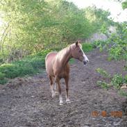 Shagya Araber (SH) Flicka (R.I.P)