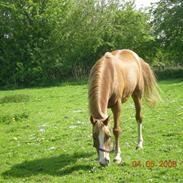 Shagya Araber (SH) Flicka (R.I.P)