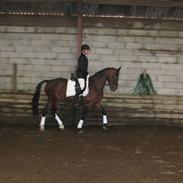 Oldenborg Kyllingegårdens Cantano