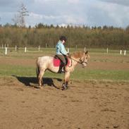 Knabstrupper musse<3