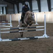 Knabstrupper musse<3